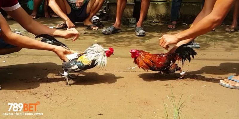 Những lý do người chơi nên chọn cá cược đá gà tại 789bet