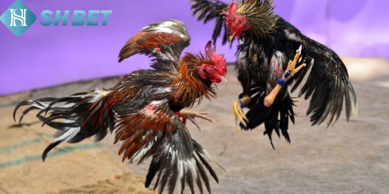 Lợi ích khi tham gia cá cược đá gà cựa sắt trên Shbet
